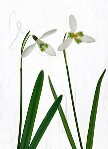Snowdrop Couple